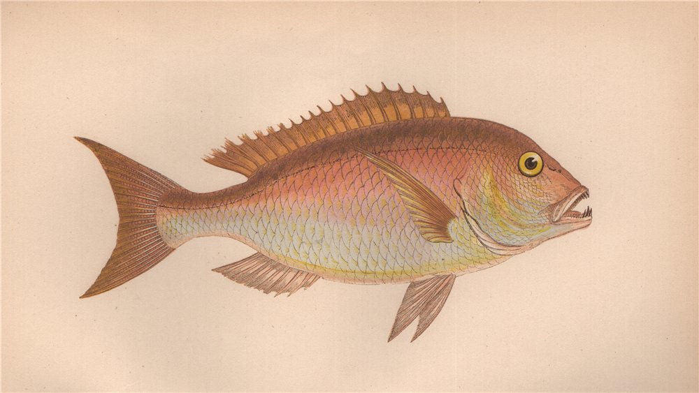 DENTEX. Four-toothed Sparus, Dentex vulgaris, Spare denté. COUCH. Fish 1862